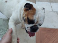 Dişi bulldog 2 yaşında ulaşın bana çok akıllı