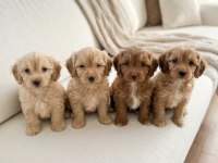 Çocuk Ve Oyun Delisi Maltipoo Yavrular