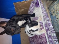 French bulldog yavrumuza yuva