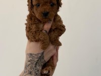 Toy Poodle Yavrularımız Ömürlük Aileleri Bekliyor