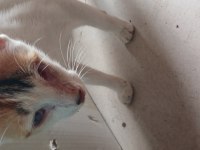 Sokaktan bulduğumuz kediyi sahiplendiriyoruz