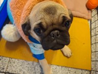 Pug köpeğimiz