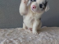 Border Collie Merle Yavrularımız