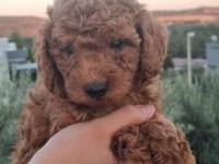ORJİNAL TOY POODLE YAVRULAR İZMİR