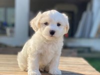 MALTESE TERRİER YAVRULARIMIZ