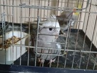 Uygun fiyata sınırsız toptan muhabbet kuşu alınır