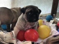 A Kalite PUG MOPS BEBEKLER
