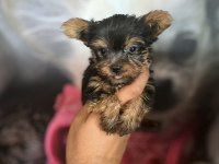 Yorkshire Terrier Bebekler