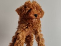 3 aylık erkek toy poodle