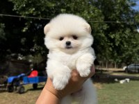 Ayı Surat Pomeranian Boo