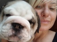 MÜKEMMEL KALİTE İNGİLİZ BULLDOG YARULARIMIZ