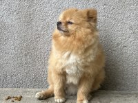 0 Boy Pomeranian Oğlumuz Yeni Yuvasını arıyor