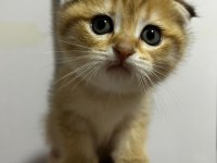 Safkan yavru british shorthair kedilerimiz elli günlük