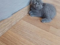 British shorthair erkek yavrumuz