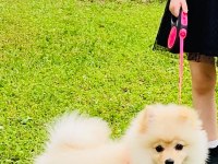 POMERANİAN BOO 4 AYLIK DİŞİ