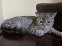 Yavrularımız sahiplendirilmeyi bekliyor