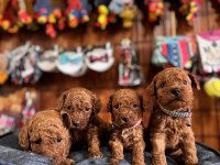 MUHTEŞEM TOY POODLE BEBEKLER
