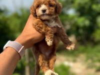 Micro Teacup Boy Korea Orjinal Poodle Bebeklerimiz