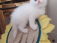 Blue poind ve beyaz mavi gözlü Golden poind