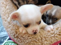 Chihuahua orjinal teacup bebekler
