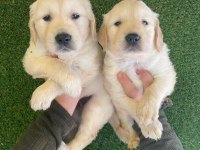 Baby Face Golden Retriever Yavruları