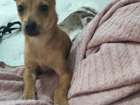 SAF KAN EV ORTAMINDA BÜYÜYEN YAVRU KÖPEĞİMİZ