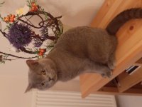 KEDİMİZ SİMBA İÇİN EŞ ARIYORUZ BALIKESİR VE ÇEVRE İLLER