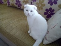 Yakışıklı british shorthair oğlumuz