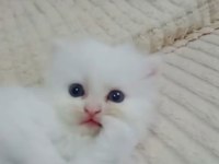 Erkek kedimiz sahibini arıyor