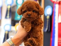 SHOW KALITE TOY POODLE YAVRULARIM