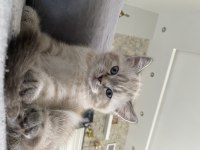 Erkek british shorthair