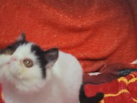 Show kalite exotic shorthair bebekler