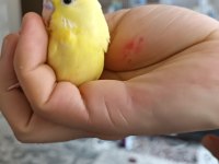 Yeni yeme düşen lutino muhabbet kuşu yavrular