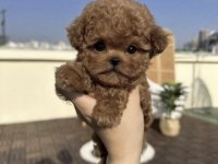 Poodle Saf Irk