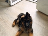 Evinizin neşesi alman kurdu her yere kapıda öde