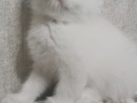 British shorthair beyaz yavrular