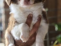 Border Collie Yavruları