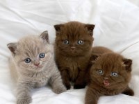 Nadir Özel Renk Chocolate British Shorthair Yavrular