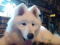 7 Aylık Alfa Karbeyaz Samoyed