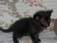 Siyah british shorthair minik