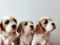 Safkan cavalier king Charles yavruları