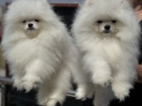 Petmode köpek çiftliğinde ziyarete açık pomeranian