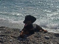 Dişi Doberman Köpeği