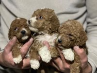 Orjinal maltipoo yavrularımız için geç kalmayın