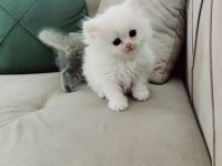 3 aylık İran kedisi