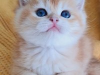 Muhteşem Güzellikte Golden Shorthair Yavrular