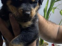 Macar koca kafa rotweiller yavrular