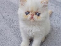 İran Persian (Kalite)