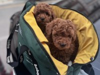 Safkan sağlıklı TOY POODLE yavrular anne altından