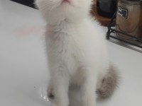 British shorthair yavru
